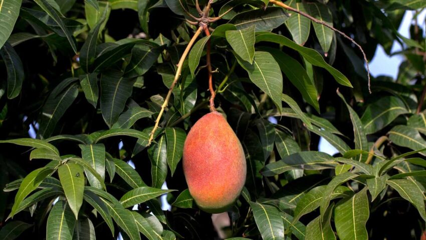 raw-mangofruit-tree